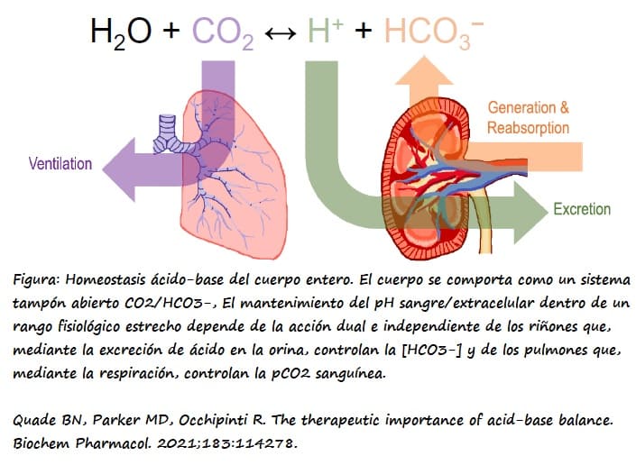 Dibujo de la participación del riñón y pulmones en el balance ácido-base